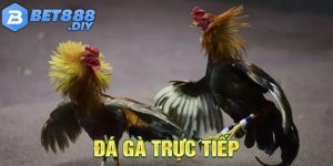 da-ga-truc-tiep